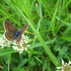 schmetterling