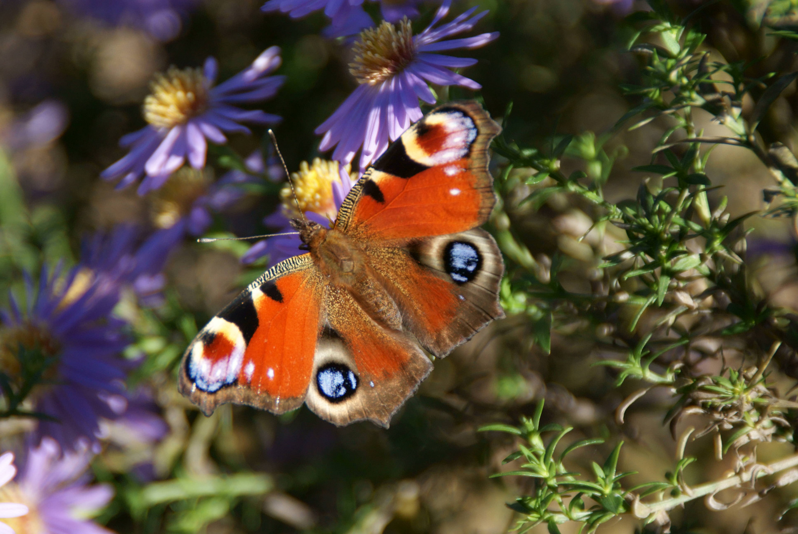 Schmetterling