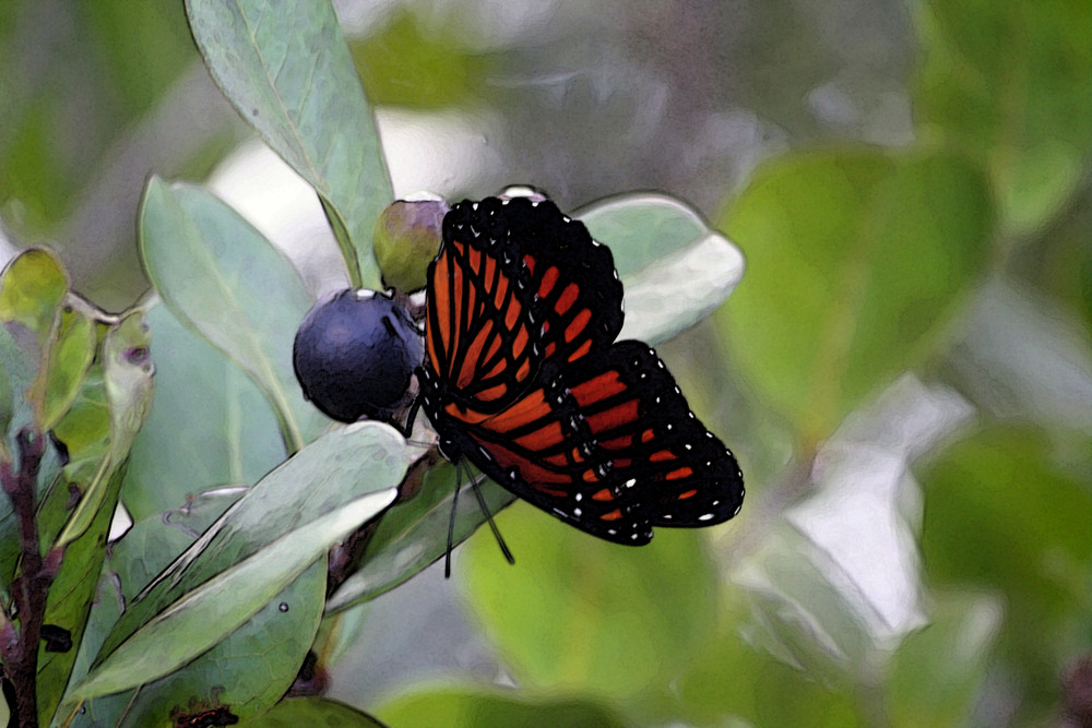 schmetterling