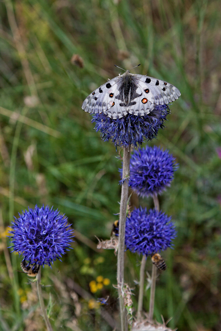 Schmetterling