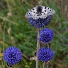 Schmetterling