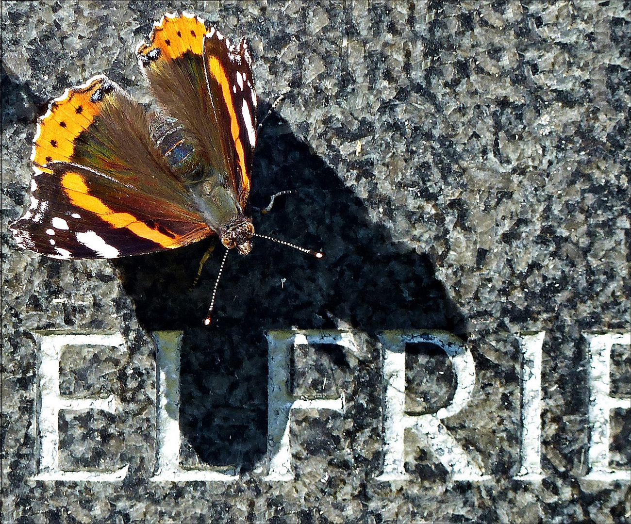 Schmetterling