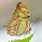 Schmetterling