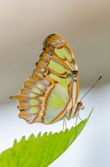 Schmetterling