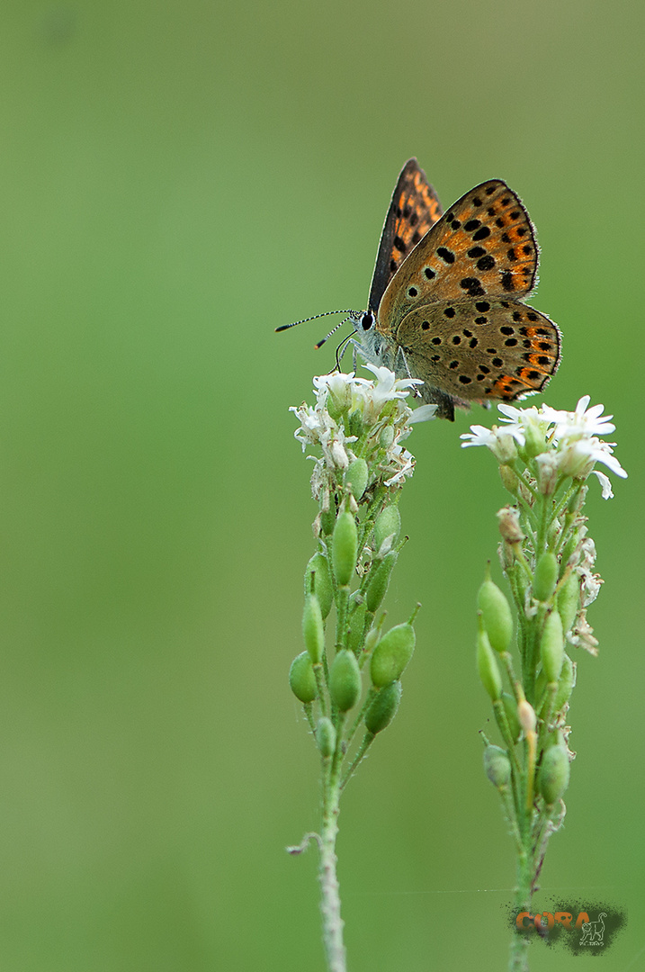 *** Schmetterling ***