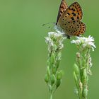 *** Schmetterling ***