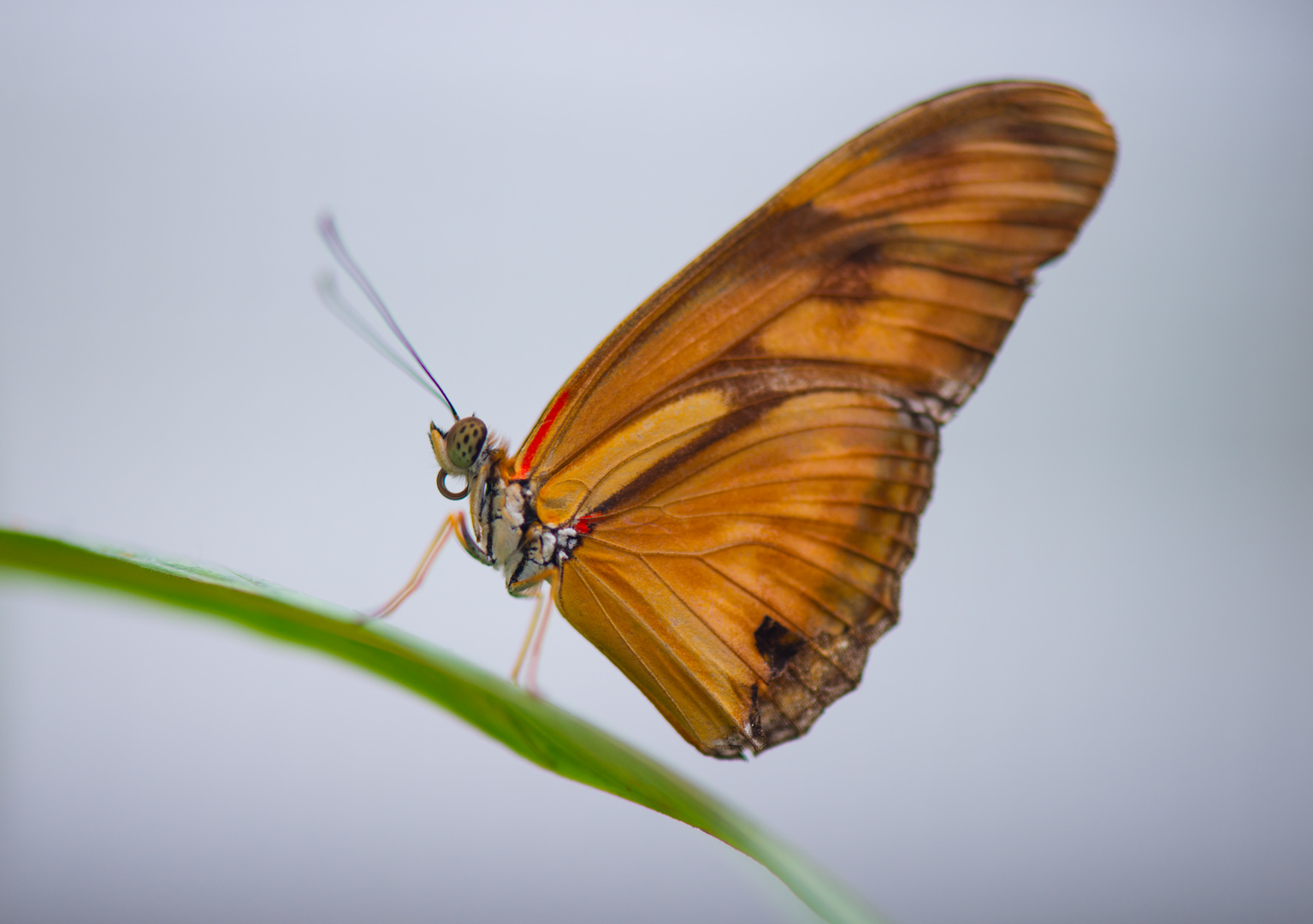 Schmetterling