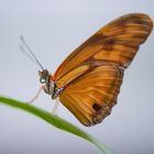 Schmetterling