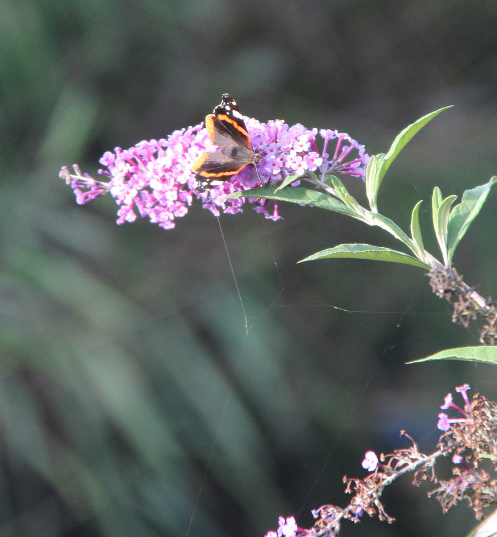 Schmetterling