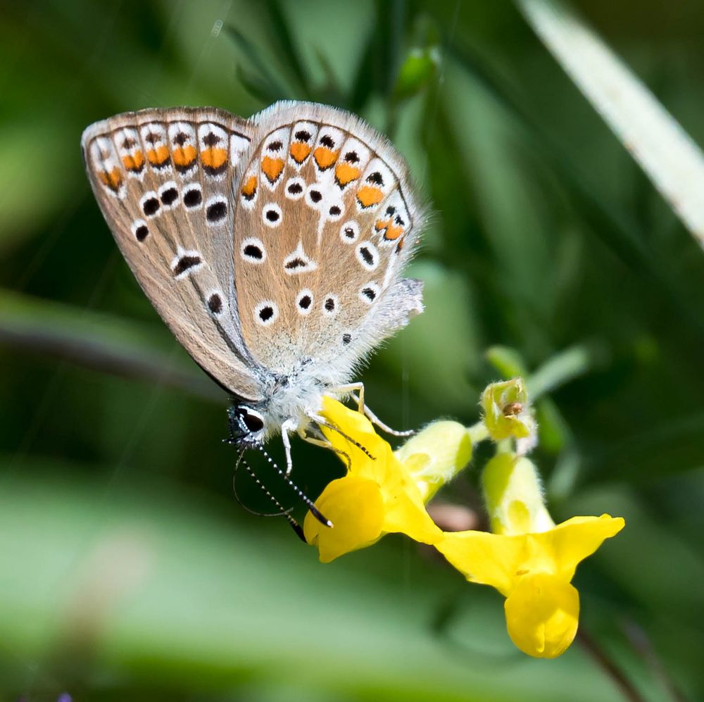 Schmetterling