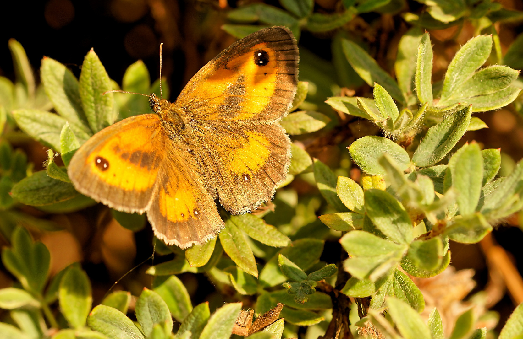 Schmetterling