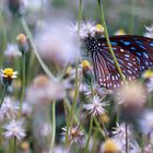 Schmetterling