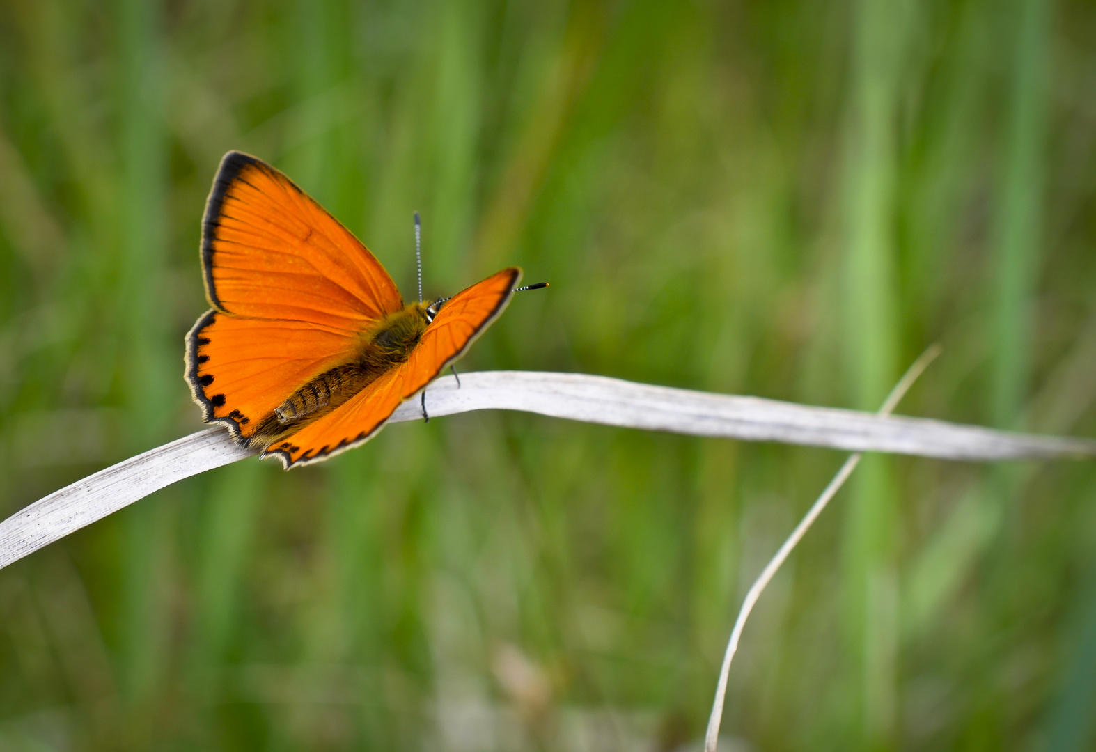 Schmetterling