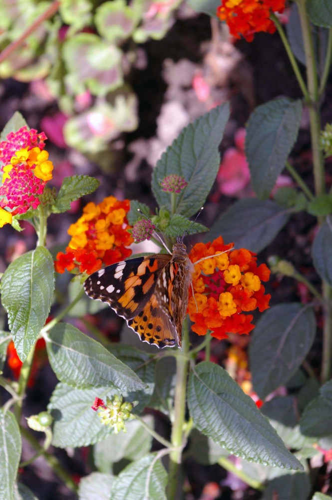 Schmetterling