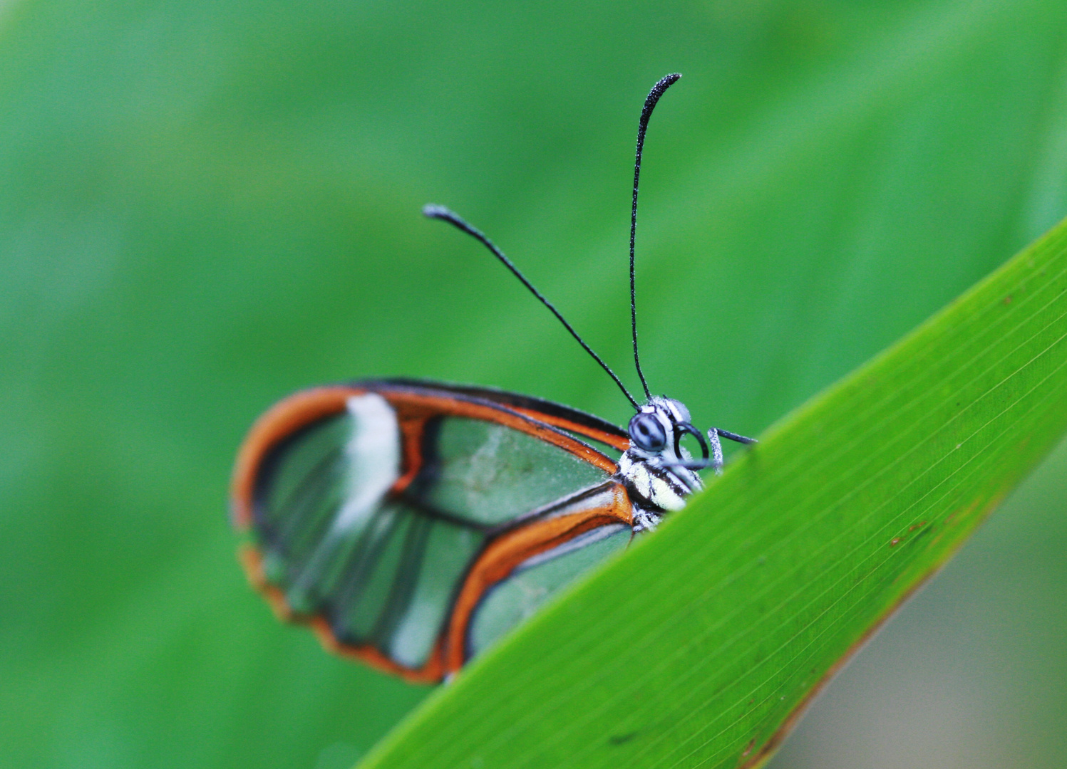 **Schmetterling**