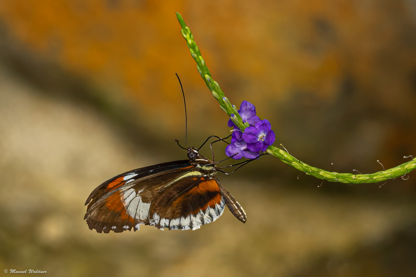 Schmetterling