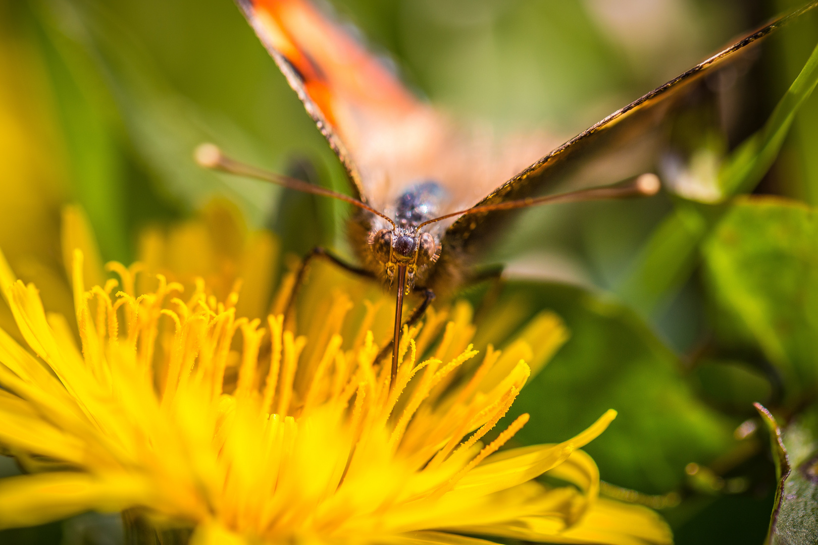 Schmetterling