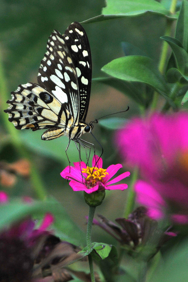 Schmetterling