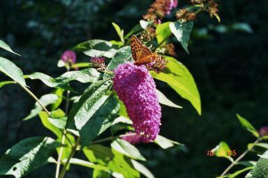 Schmetterling