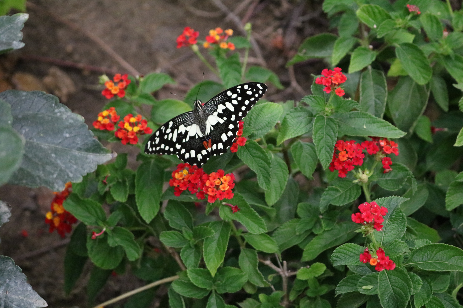 Schmetterling