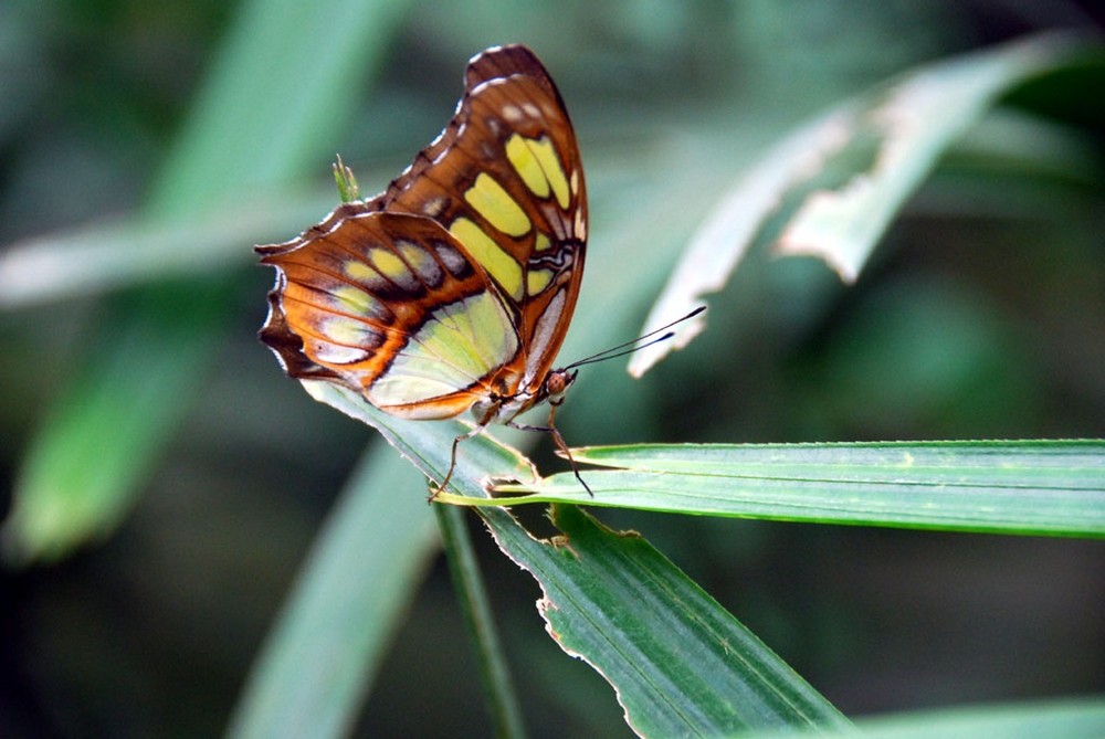 Schmetterling.