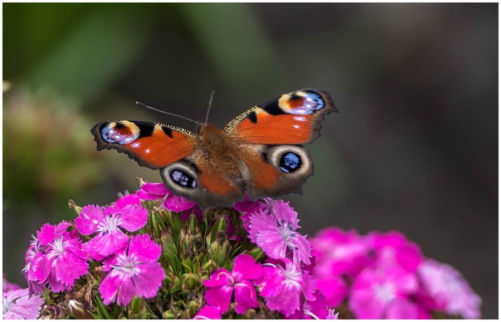 Schmetterling