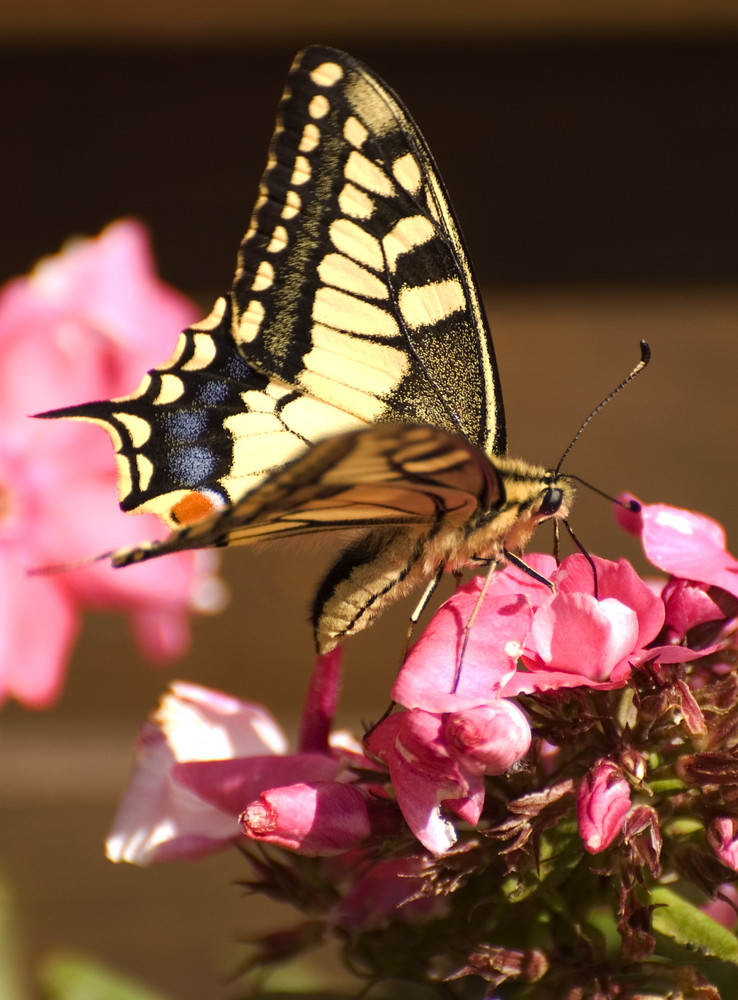 Schmetterling