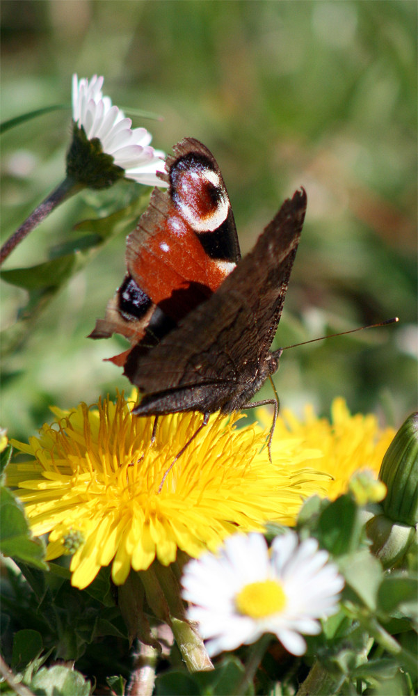 Schmetterling