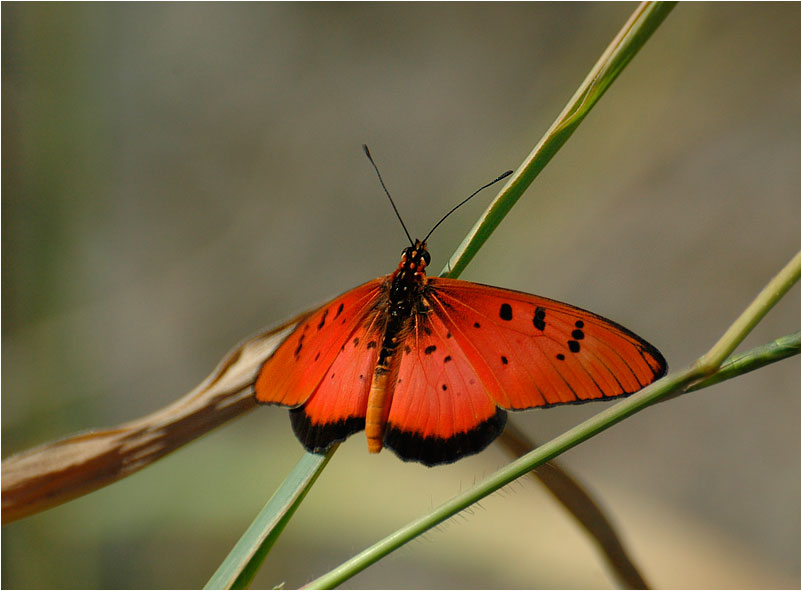 Schmetterling