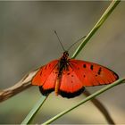 Schmetterling