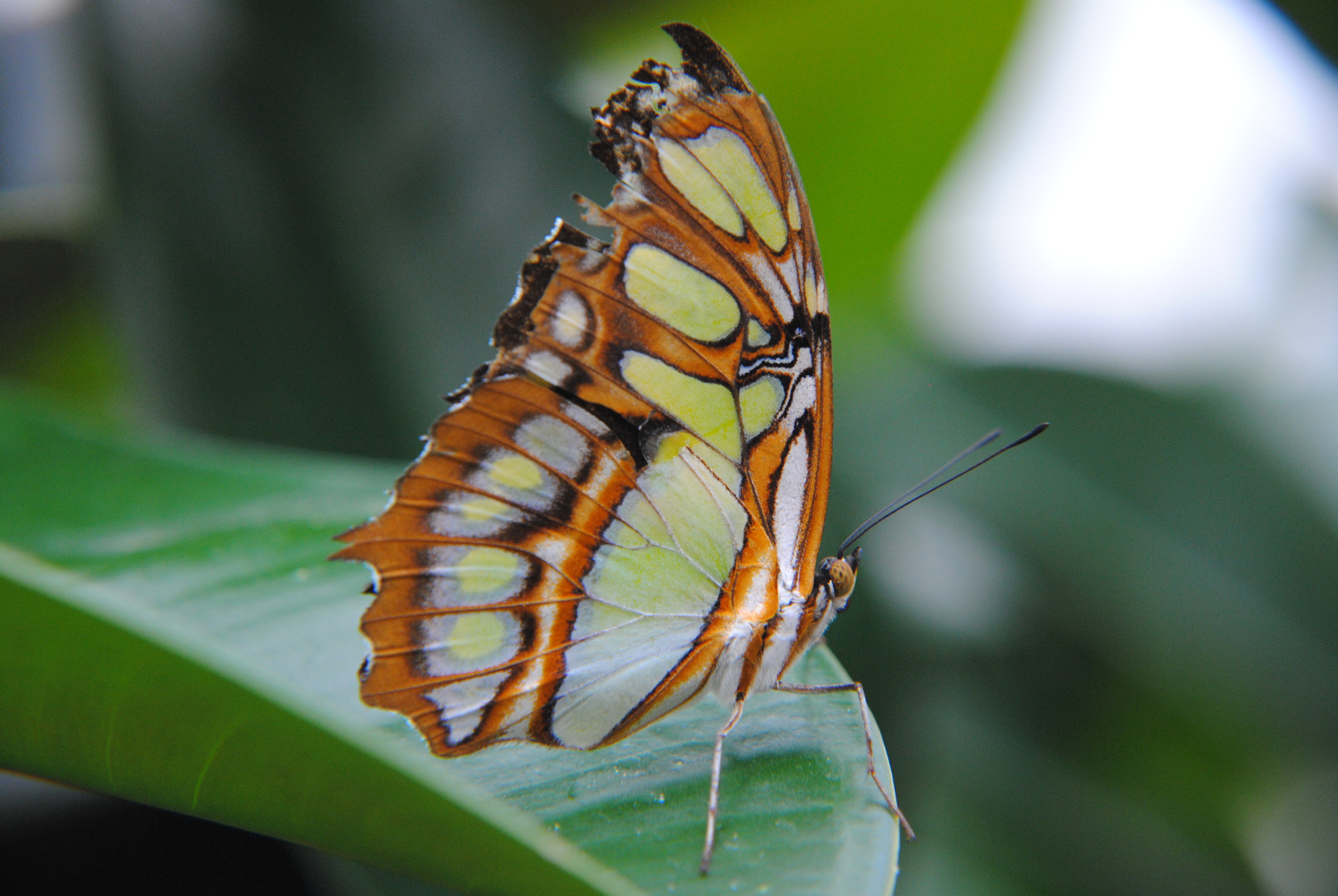 Schmetterling