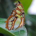 Schmetterling