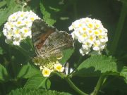 Schmetterling