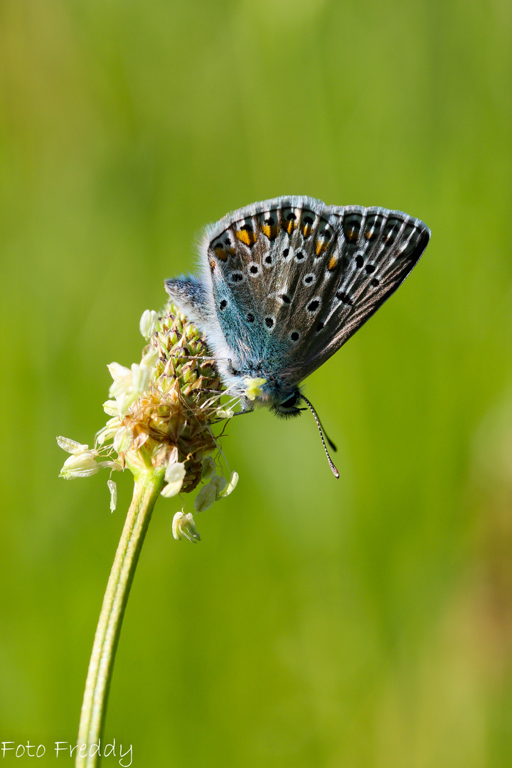 Schmetterling