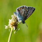 Schmetterling