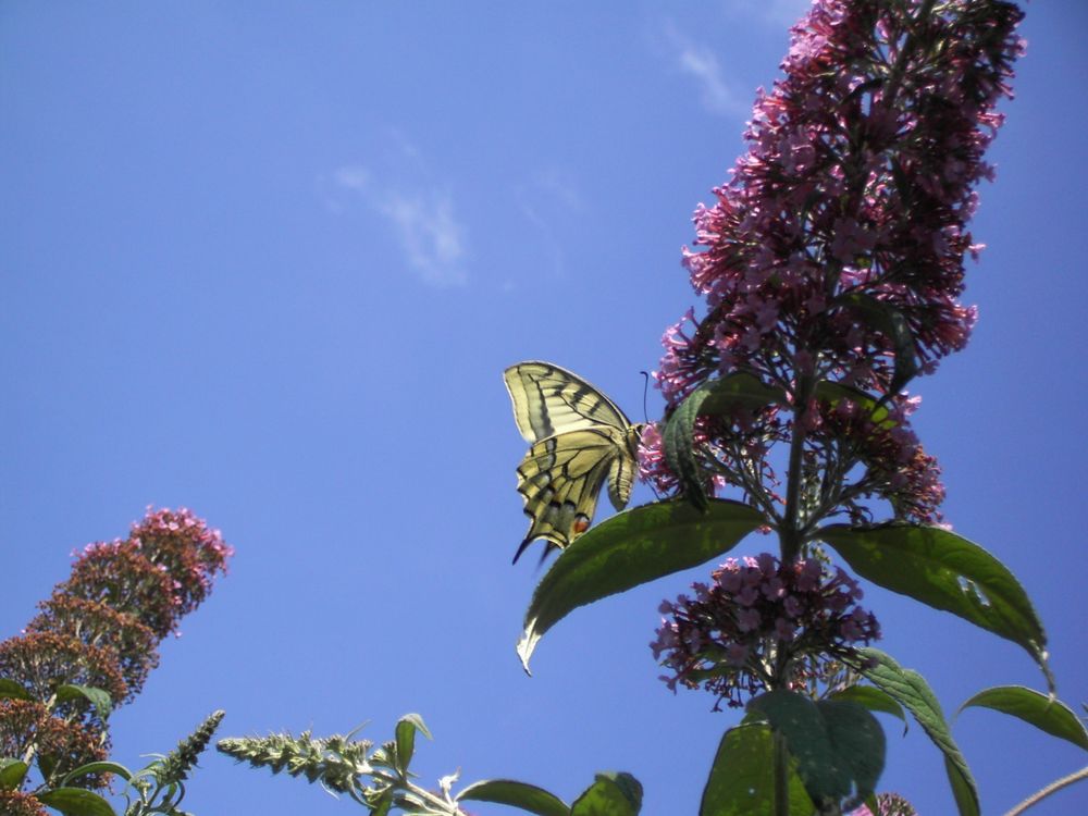 Schmetterling