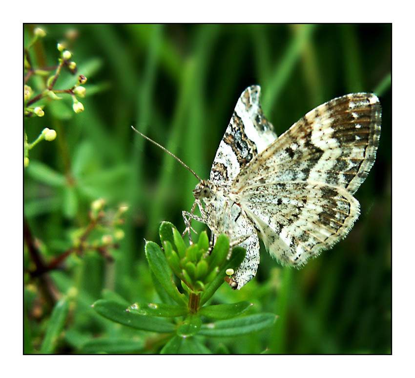 Schmetterling