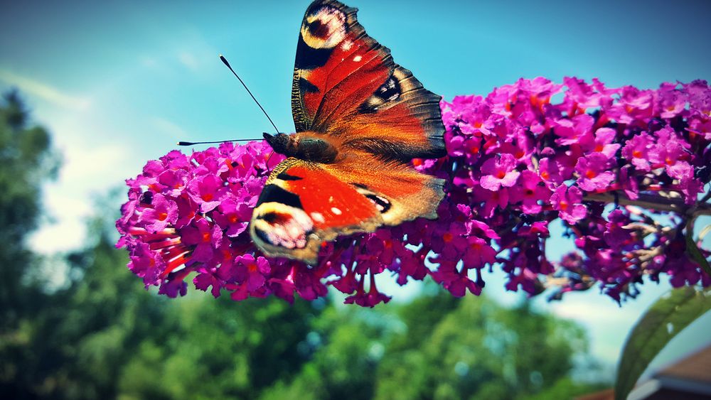 Schmetterling