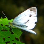 Schmetterling