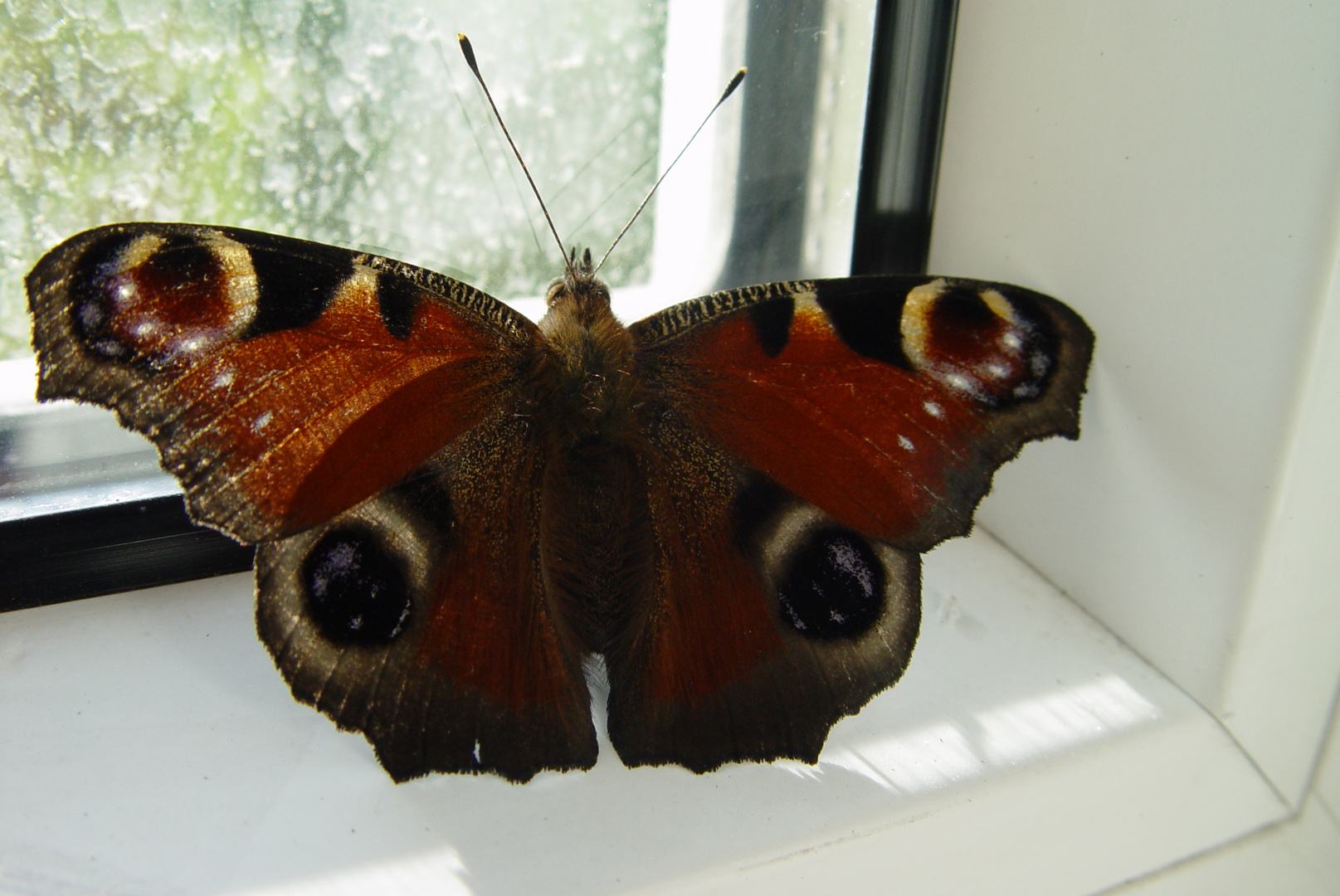 SCHMETTERLING