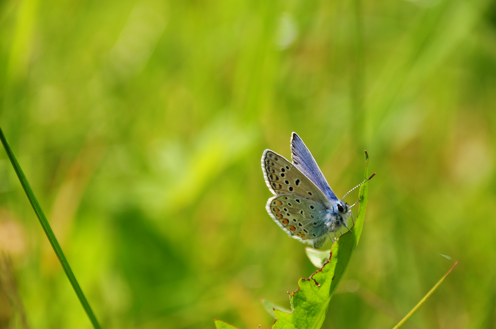 Schmetterling