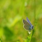 Schmetterling