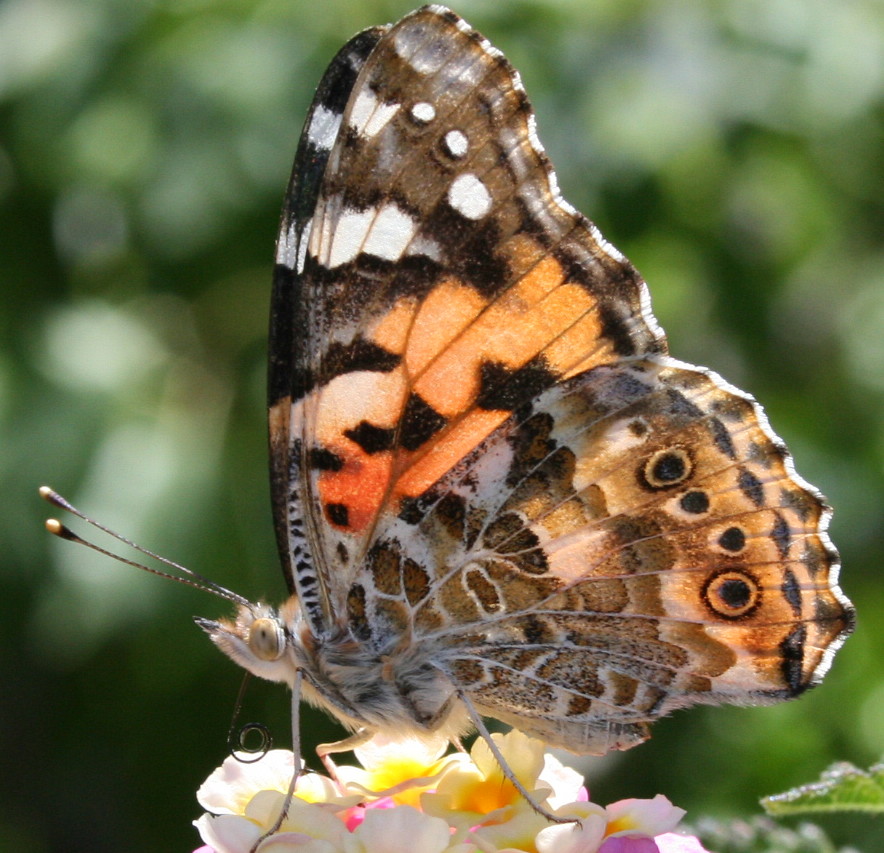 schmetterling