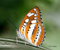 Schmetterling