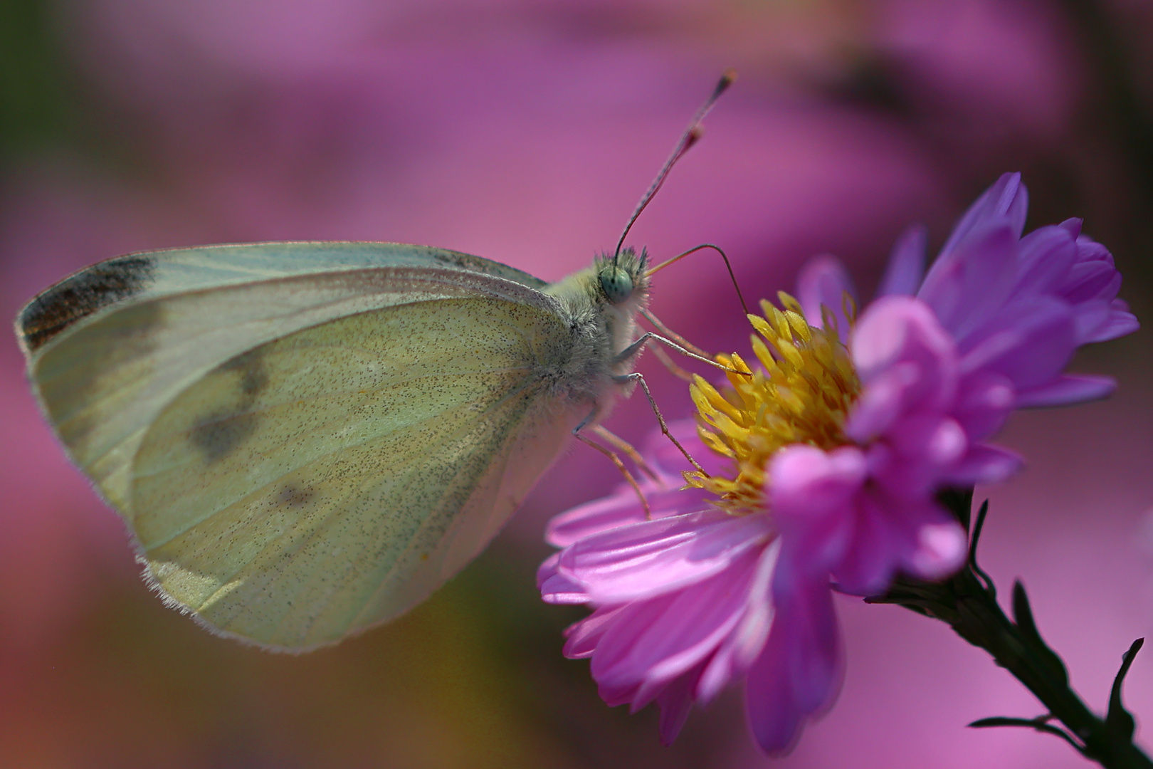 Schmetterling