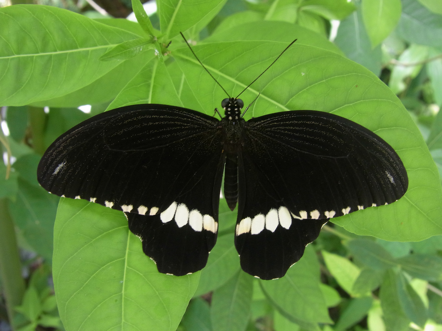 Schmetterling