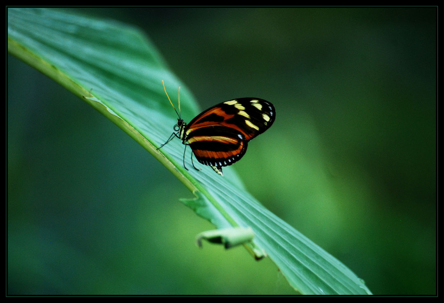 Schmetterling