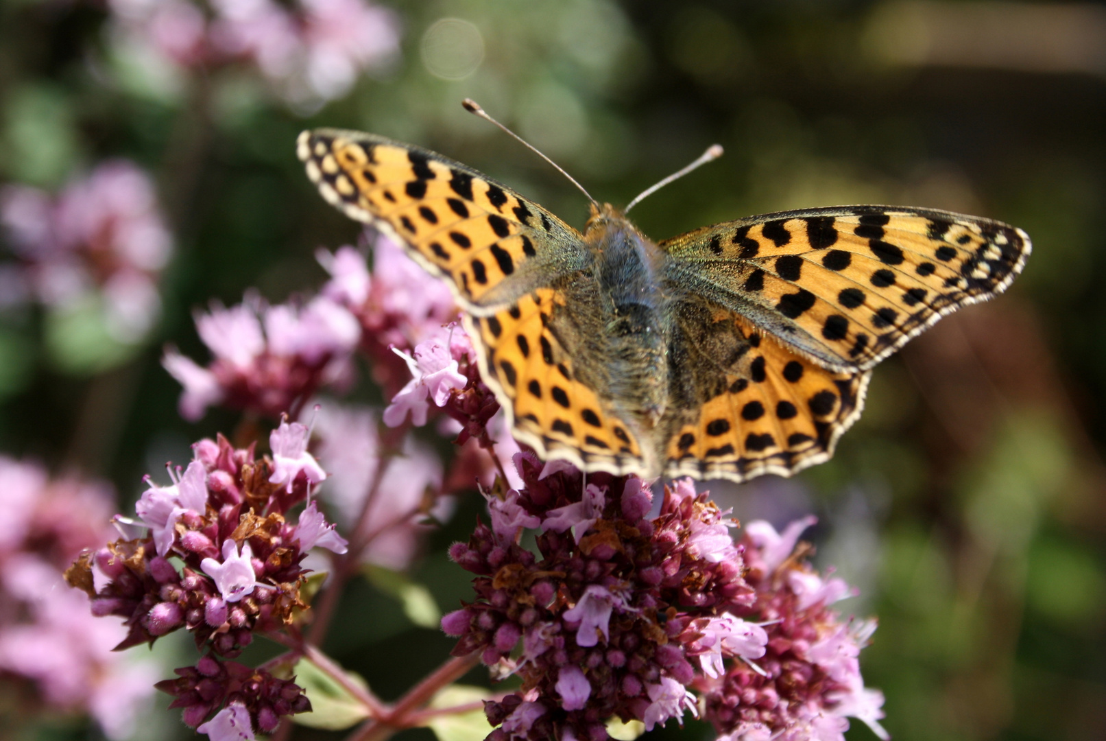 Schmetterling