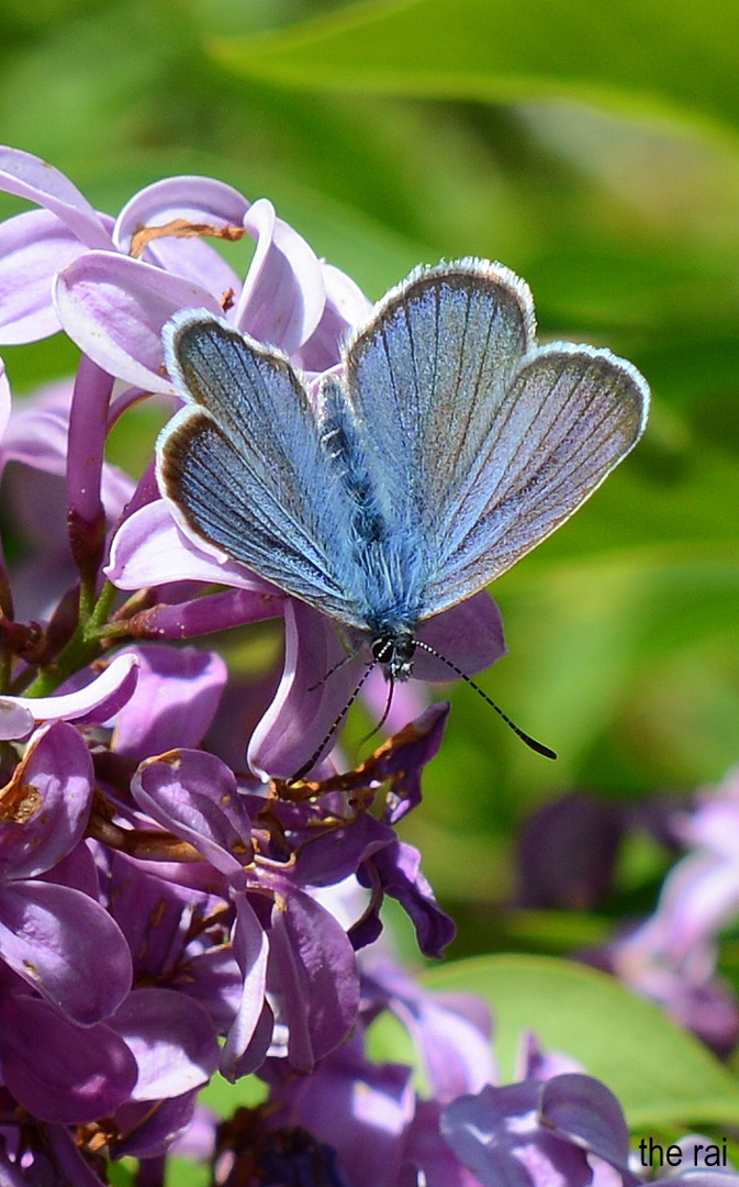 schmetterling