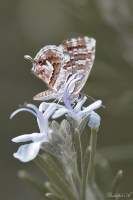 Schmetterling
